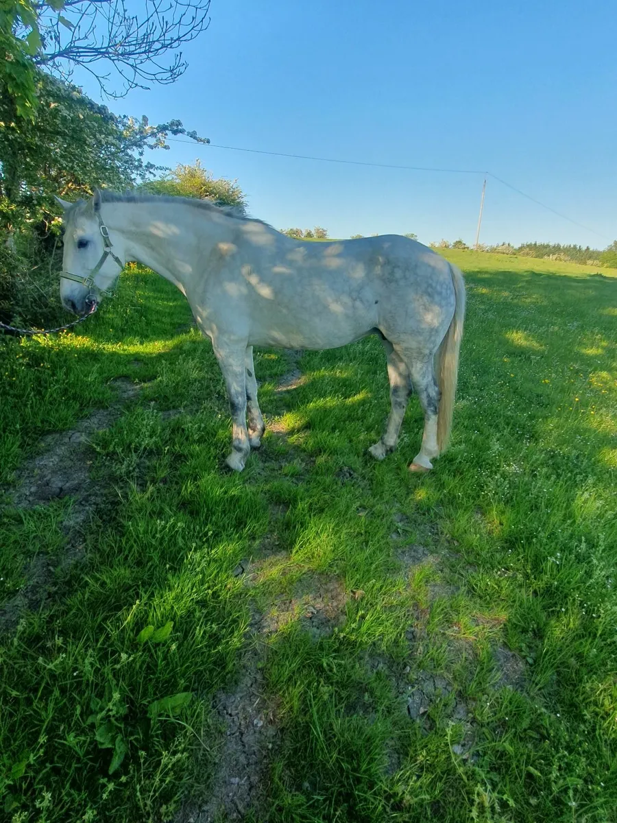 ****RID MARE**** - Image 3
