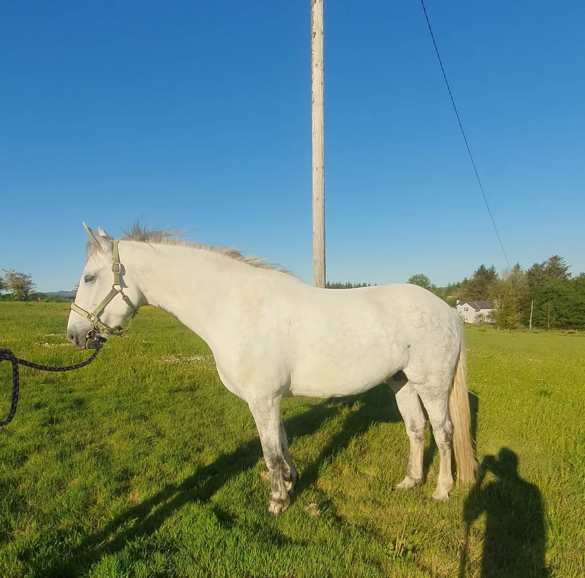 ****RID MARE**** - Image 4