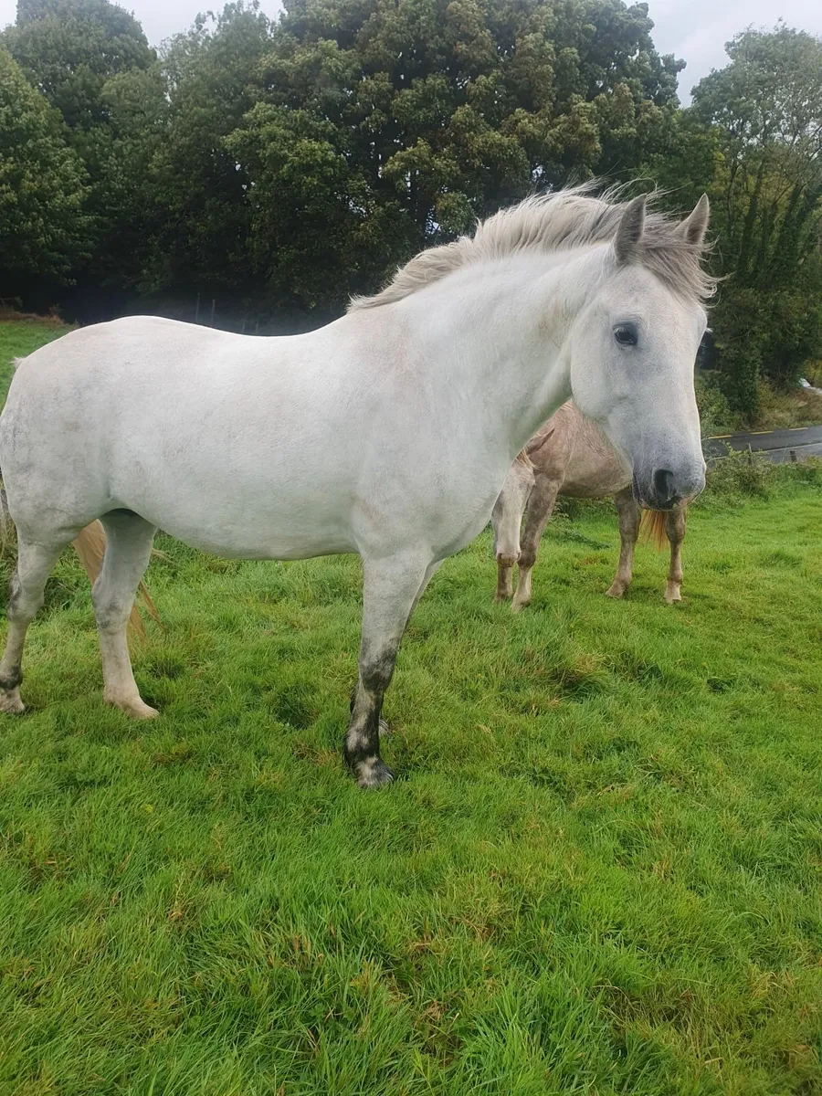 ****RID MARE**** - Image 1