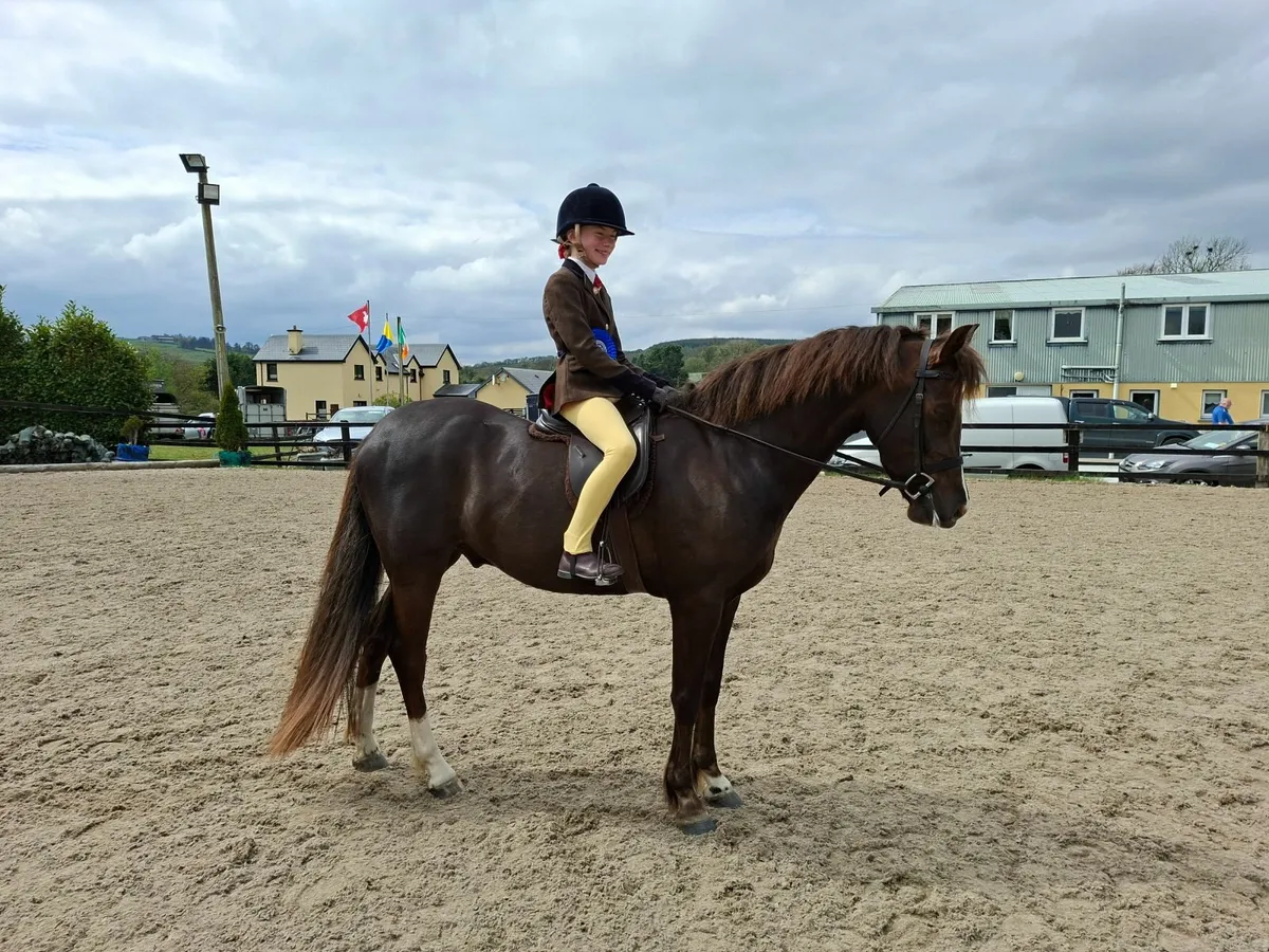Section B wesh pony for sale - Image 1