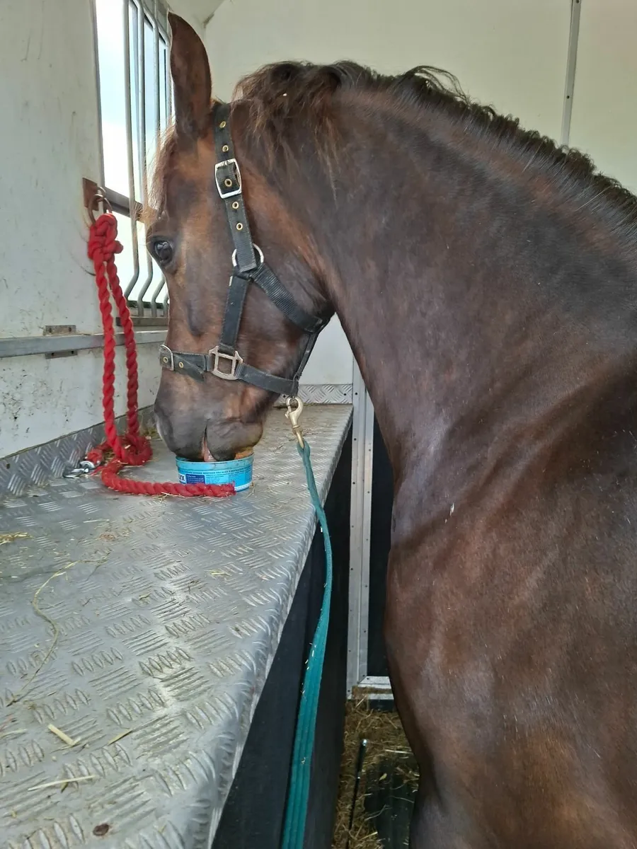 Section B wesh pony for sale - Image 2