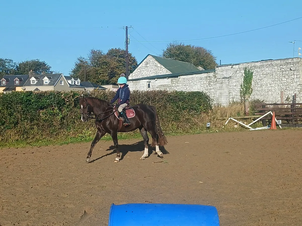 Section B wesh pony for sale - Image 3