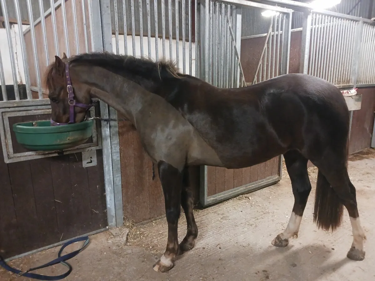 Section B wesh pony for sale - Image 4