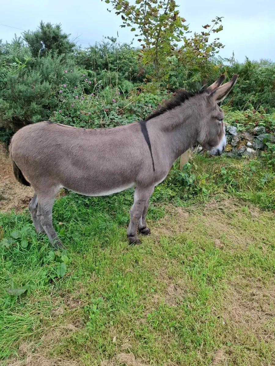 Timewaster. Donkey still here. - Image 1