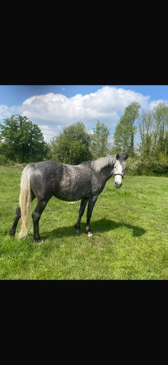 4 YR OLD FILLY - Image 2