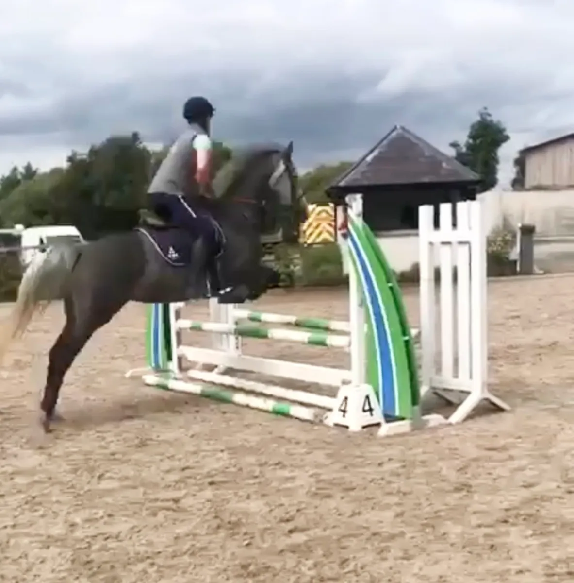 4 YR OLD FILLY - Image 1