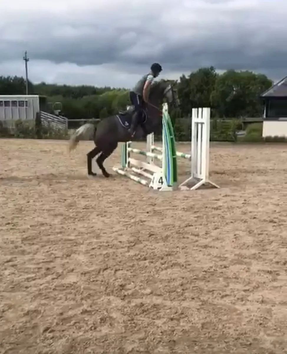 4 YR OLD FILLY - Image 1