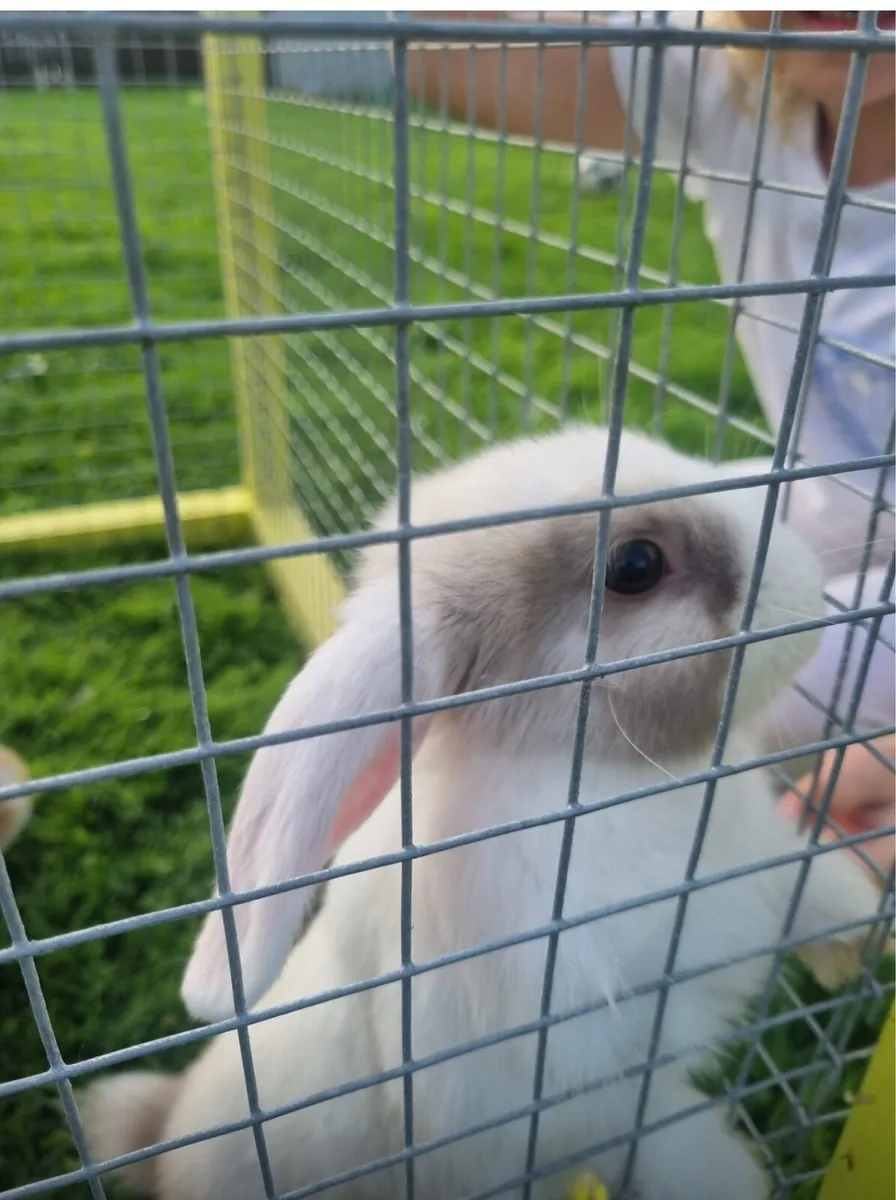 Rabbits - Image 1