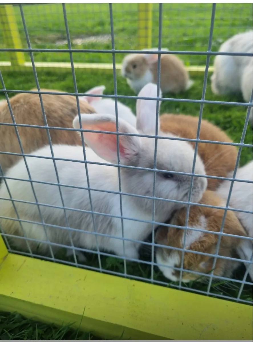 Rabbits - Image 2