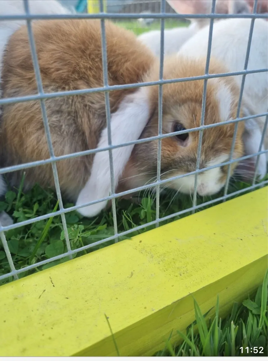 Rabbits - Image 3