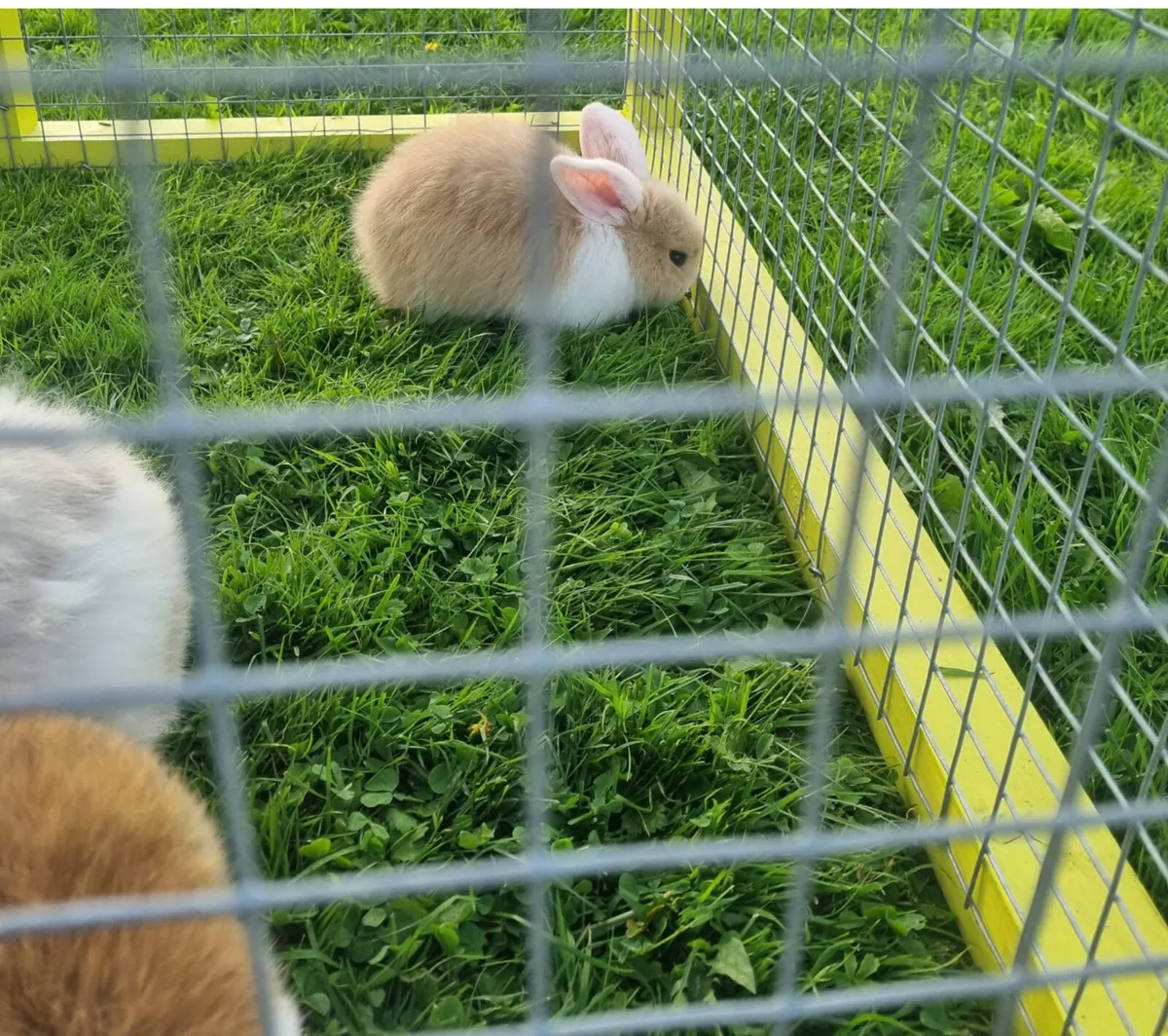 Rabbits - Image 4