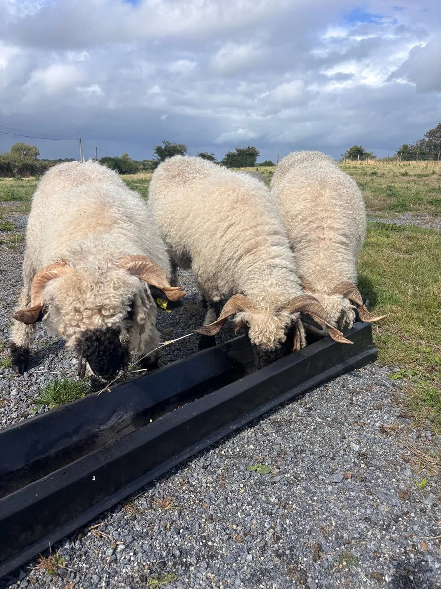 Swiss Valis sheep - Image 1