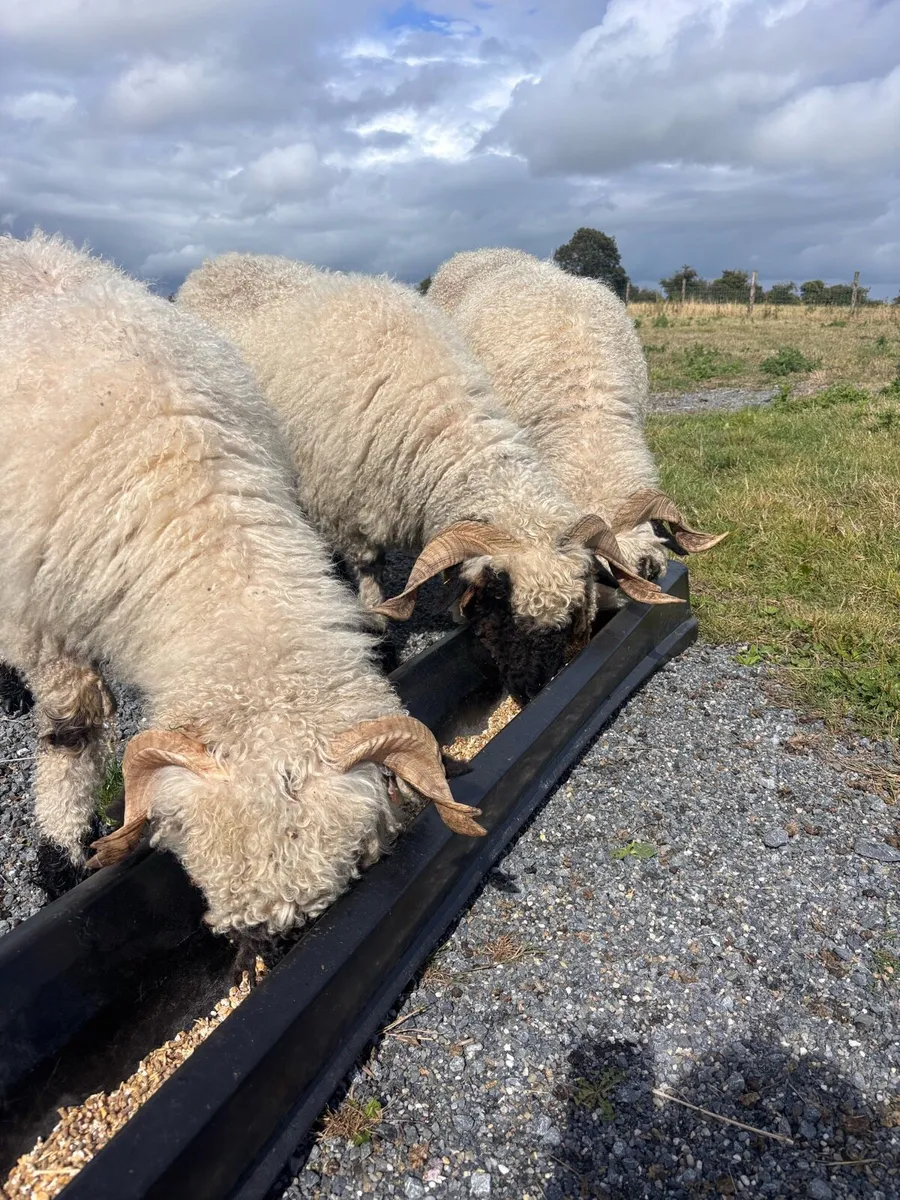Swiss Valis sheep - Image 2