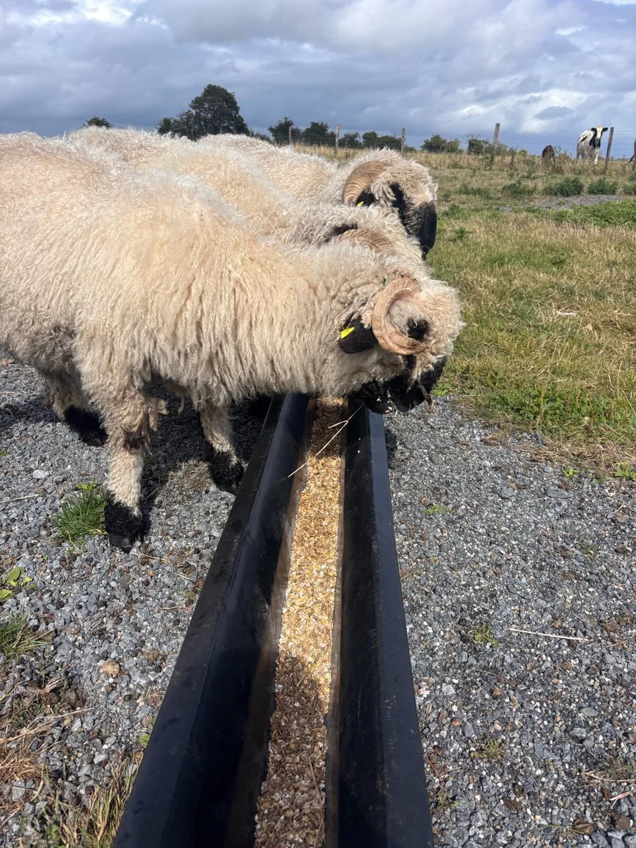 Swiss Valis sheep - Image 3