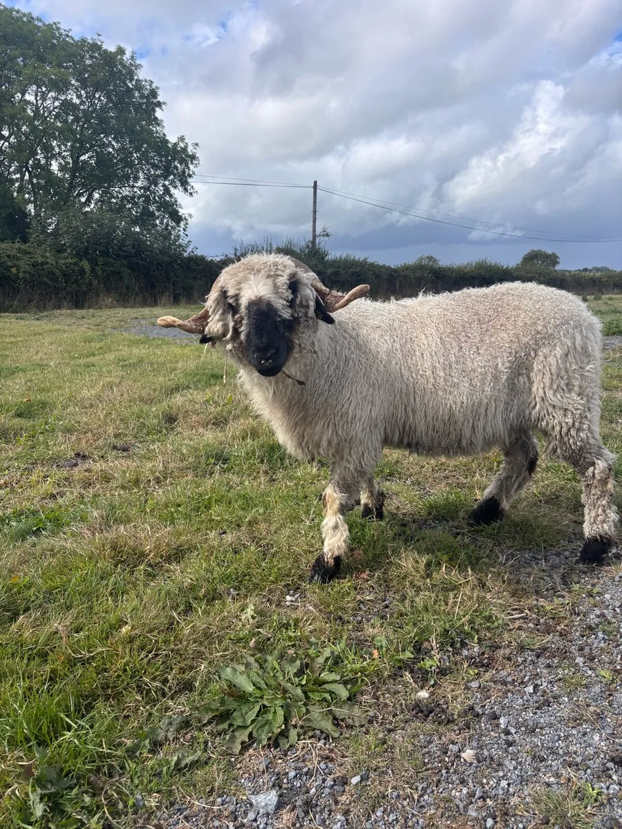 Swiss Valis sheep - Image 4