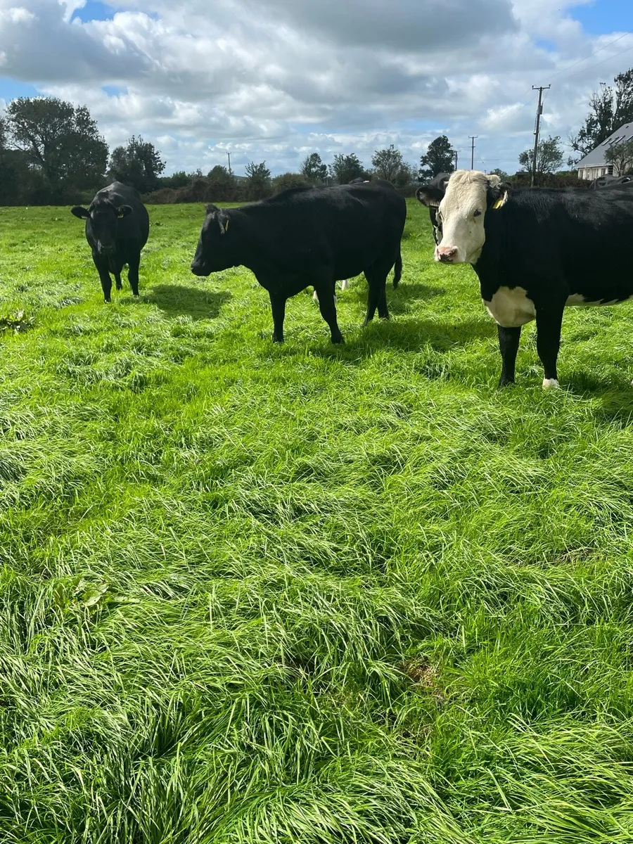 ANGUS & HEREFORD HEIFERS - Image 2