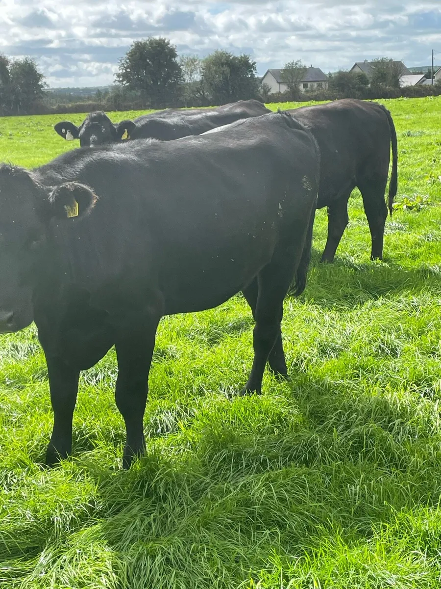 ANGUS & HEREFORD HEIFERS - Image 1