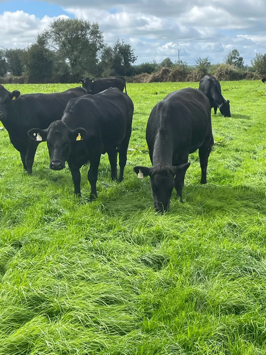 ANGUS & HEREFORD HEIFERS - Image 3