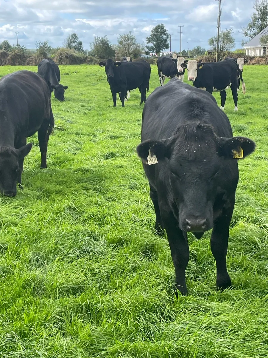 ANGUS & HEREFORD HEIFERS - Image 4