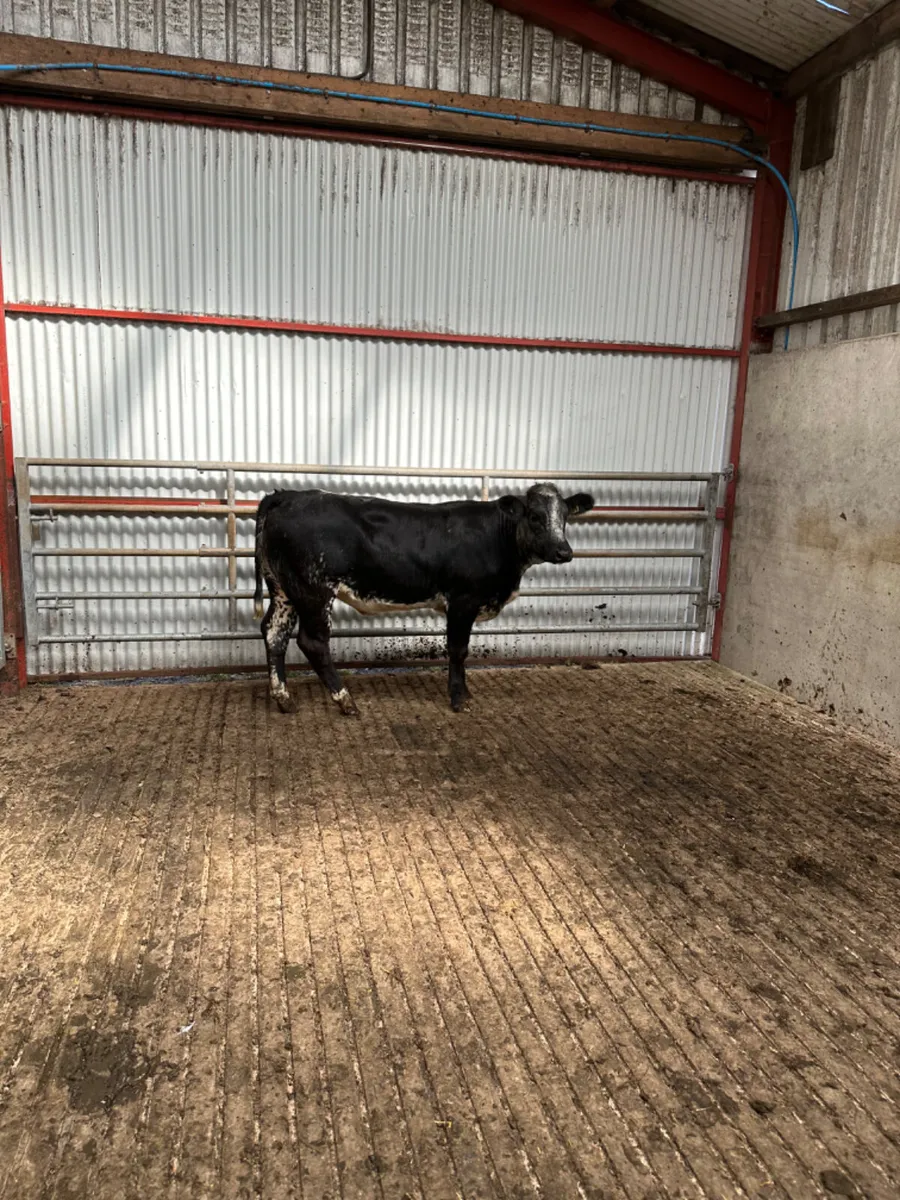 Blue grey roaned lim heifer - Image 1