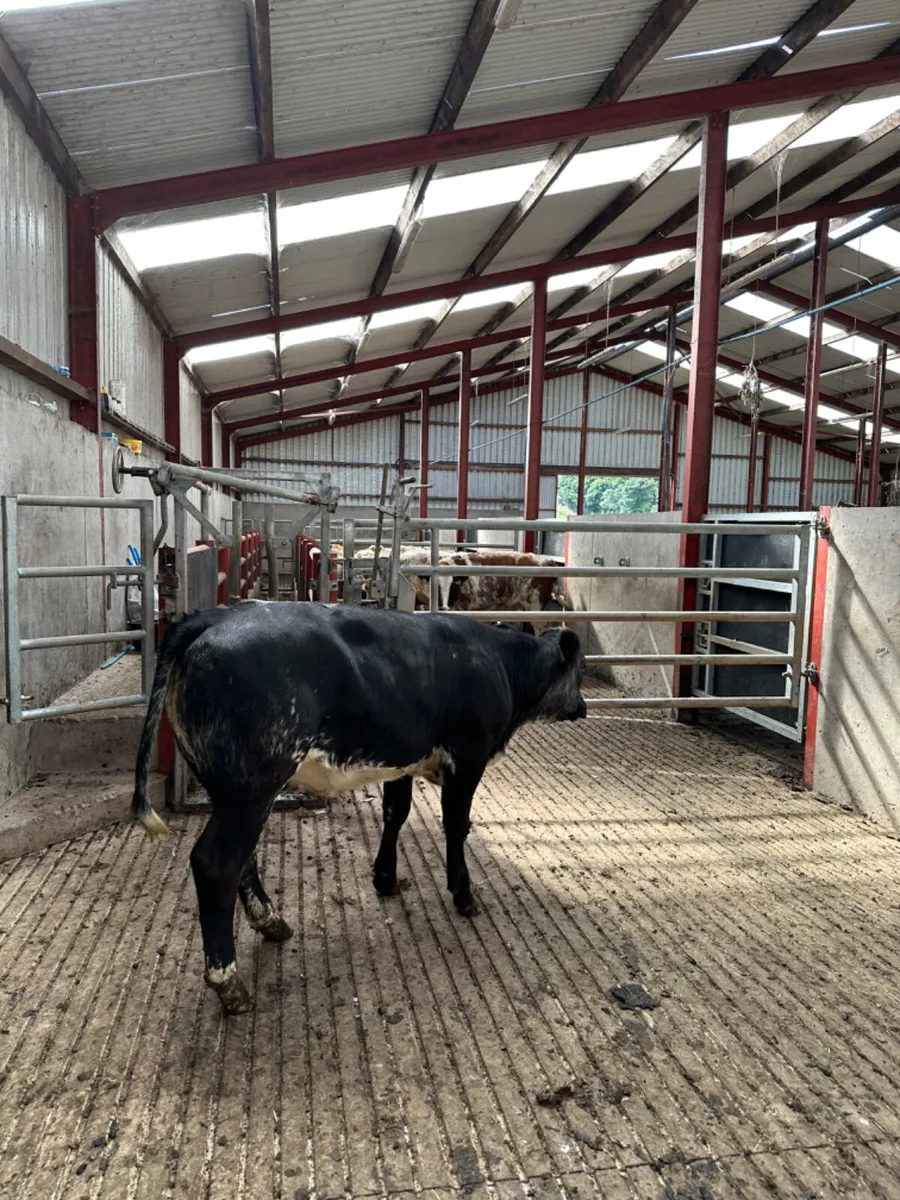 Blue grey roaned lim heifer - Image 2