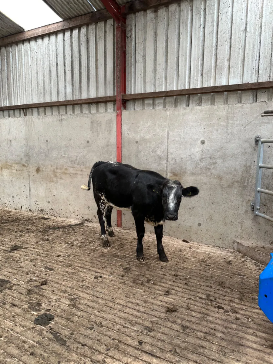 Blue grey roaned lim heifer - Image 3
