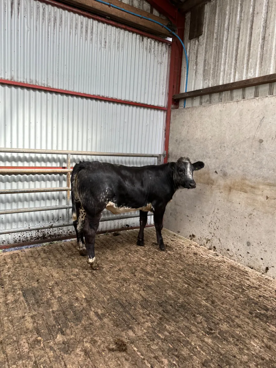 Blue grey roaned lim heifer - Image 4