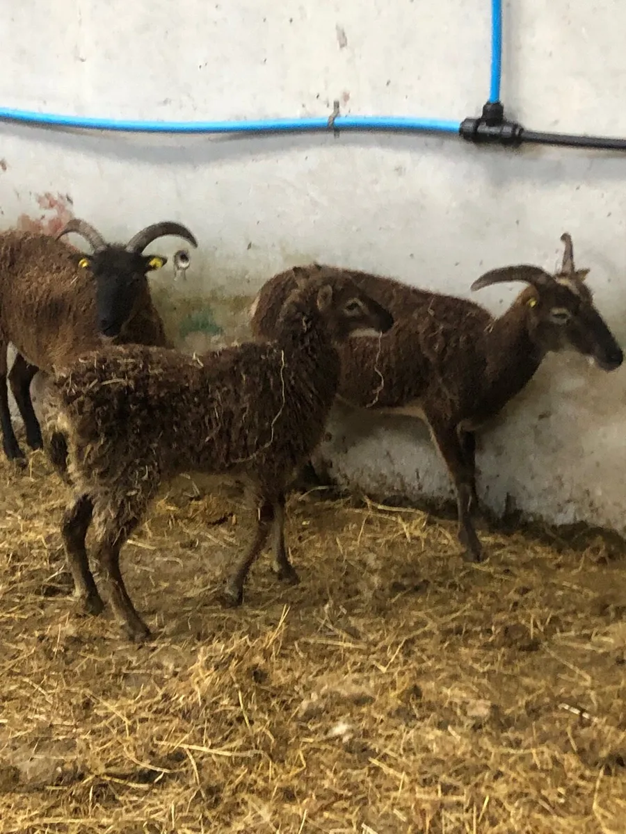 3 soay - Image 1