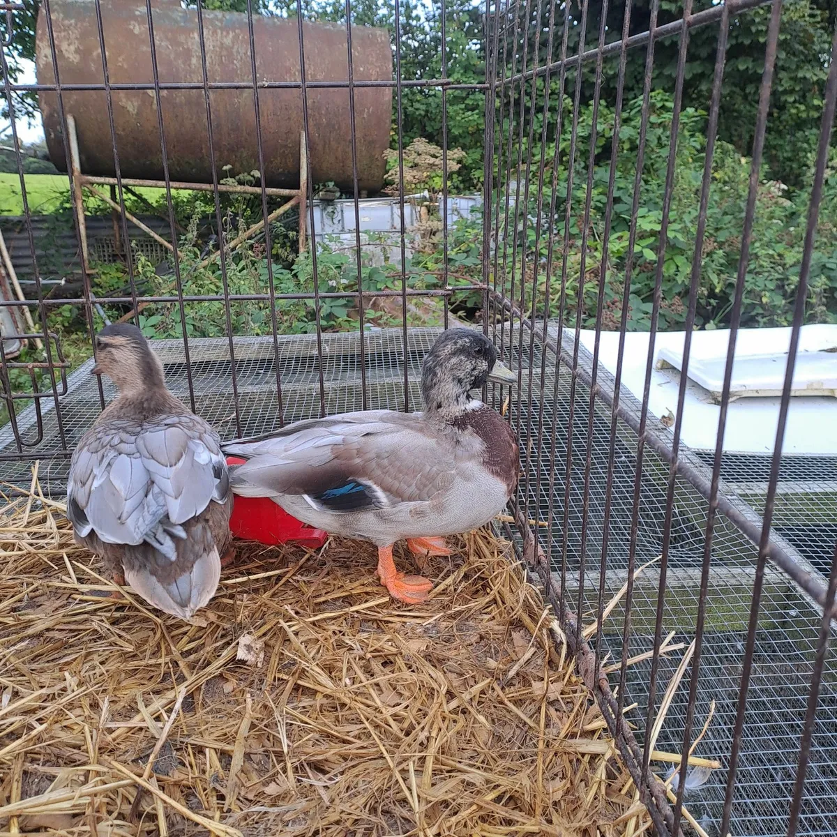 Call ducks - Image 2
