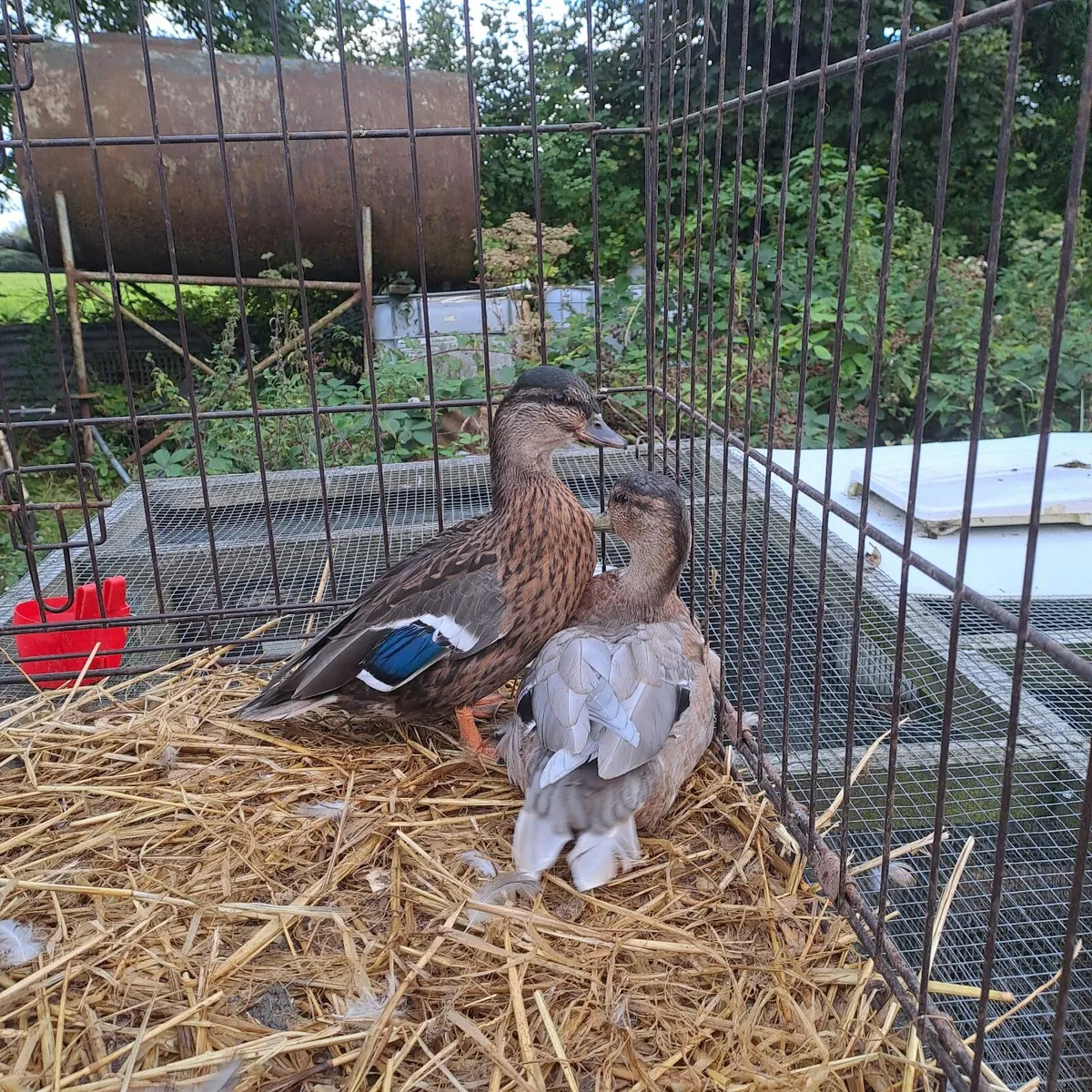 Call ducks - Image 3