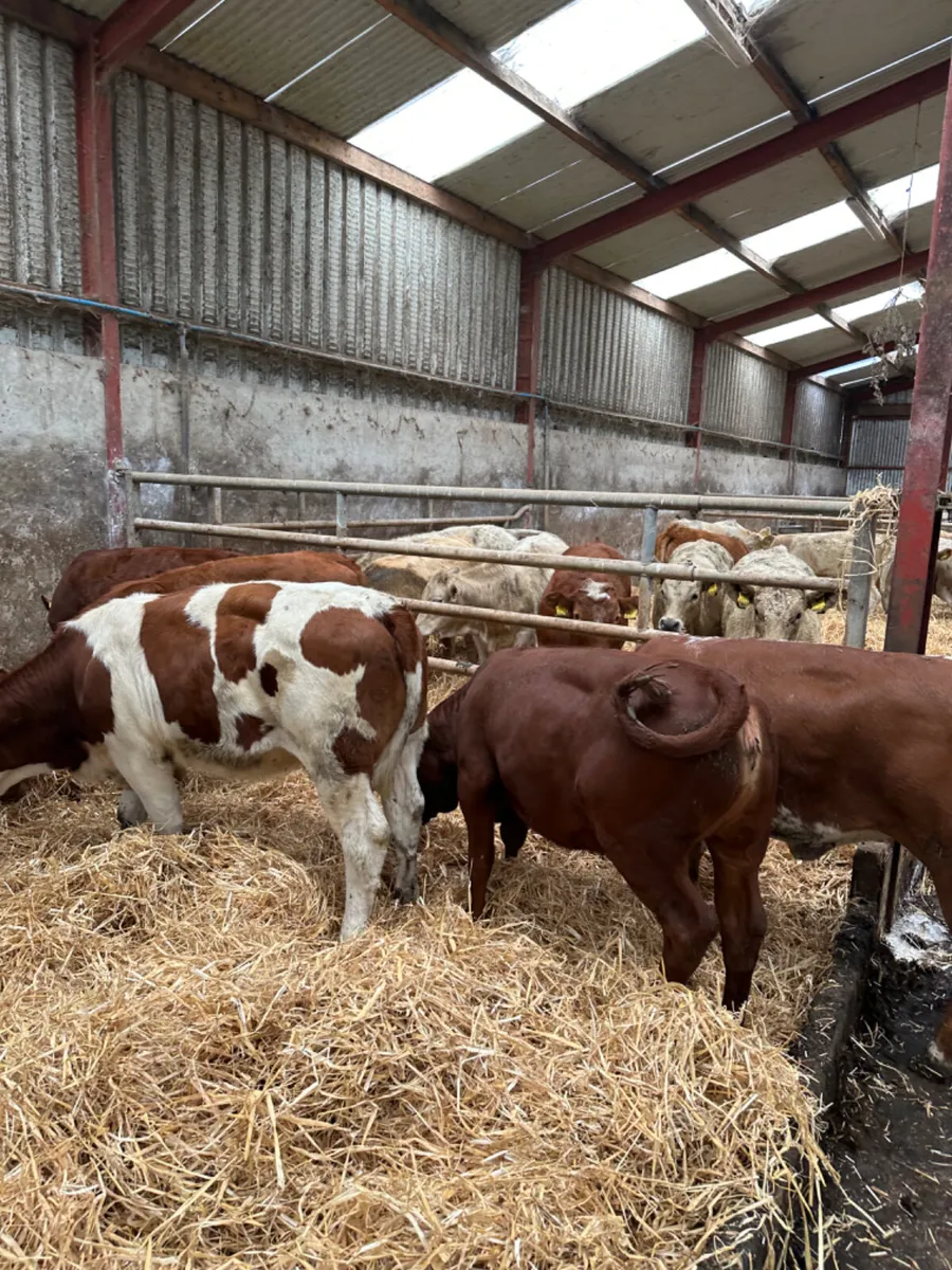 Lim heifers - Image 2