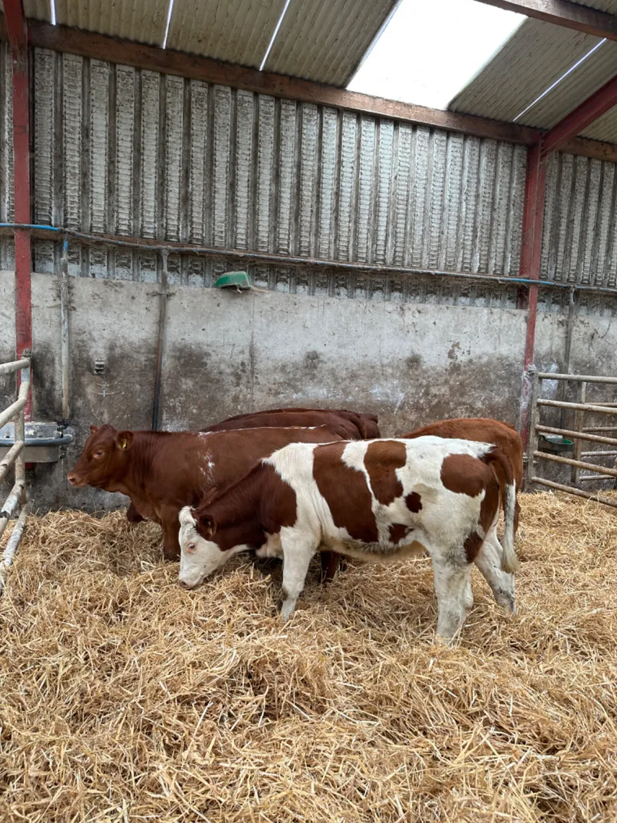 Lim heifers - Image 1