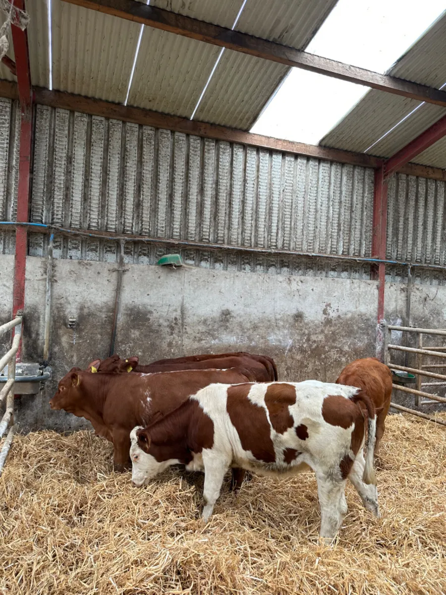 Lim heifers - Image 4