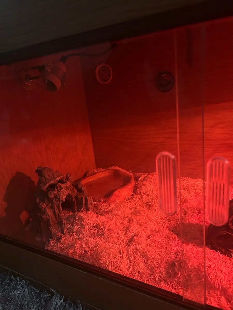 Albino Snake and snake tank - Image 2