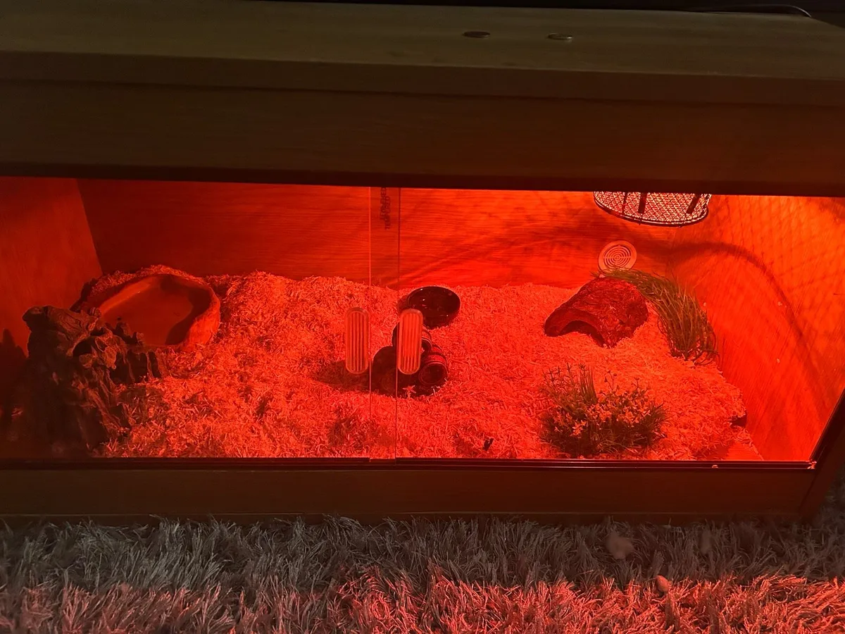 Albino Snake and snake tank - Image 3