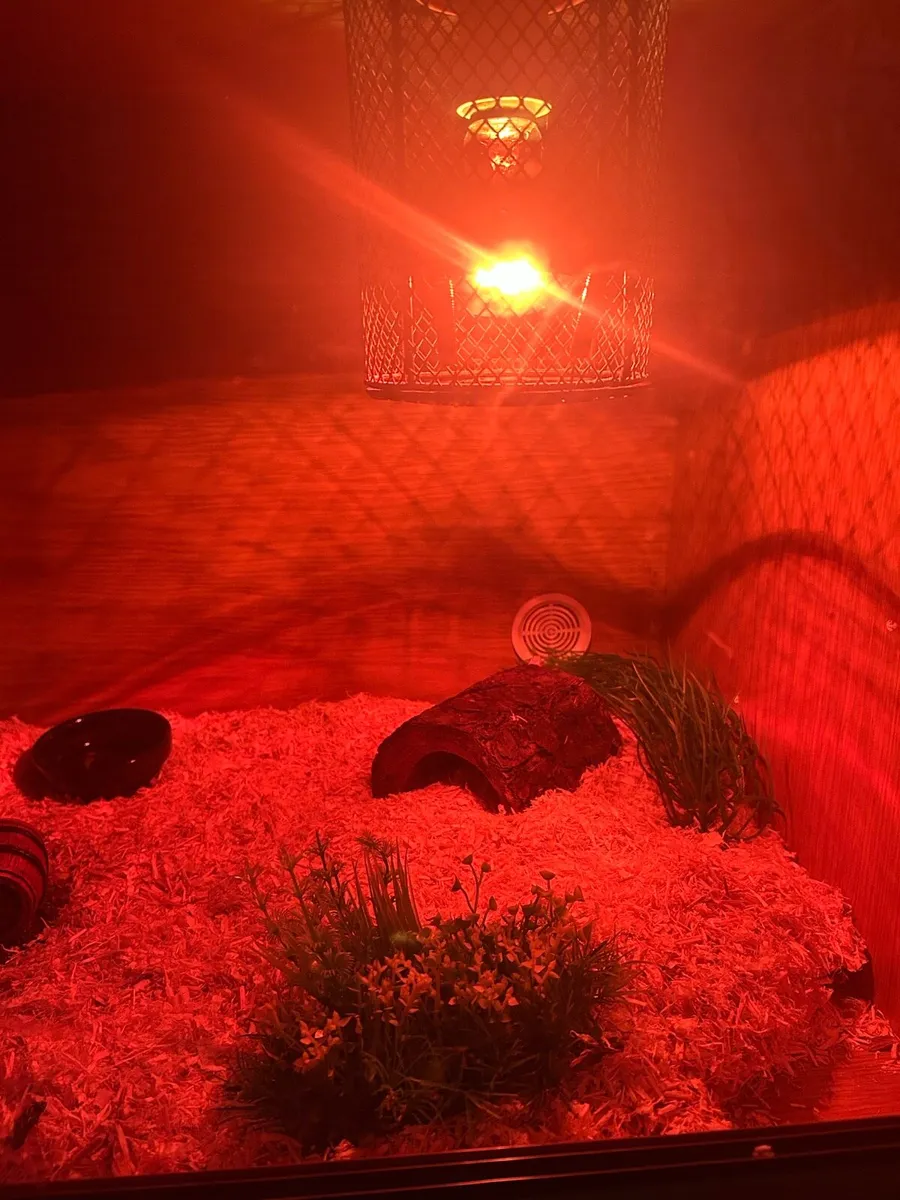 Albino Snake and snake tank - Image 4