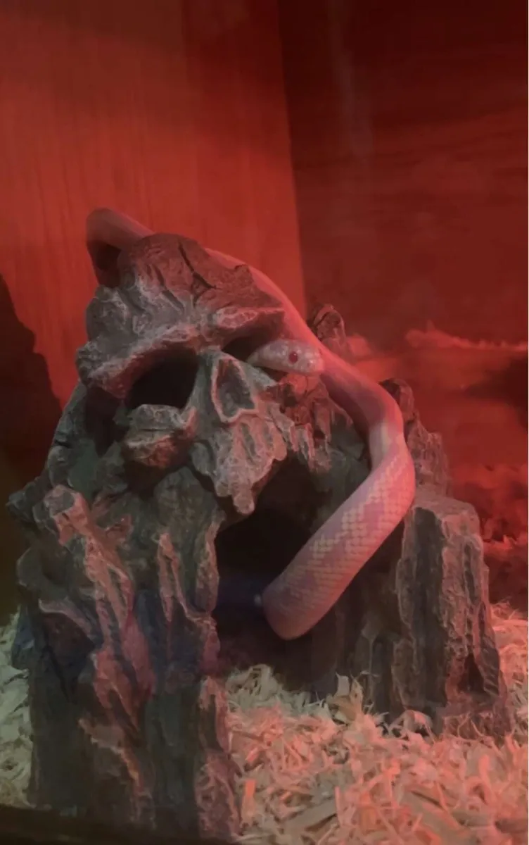 Albino Snake and snake tank - Image 1