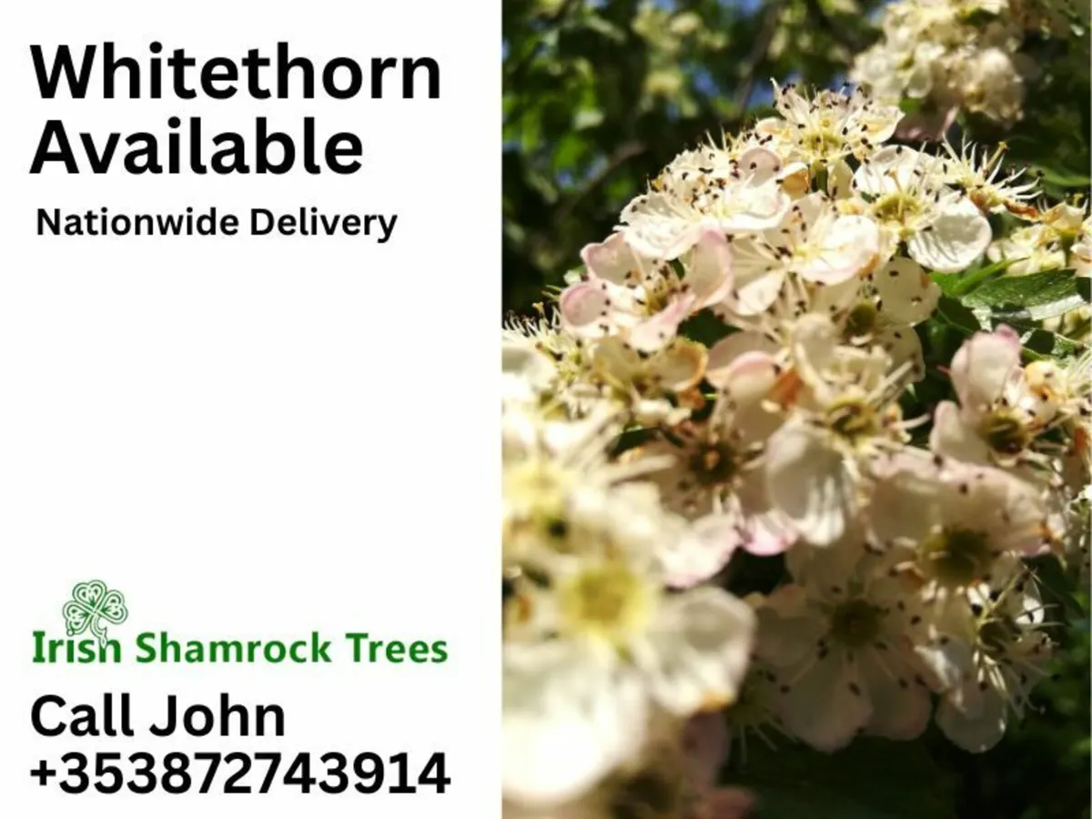 Whitethorn Available