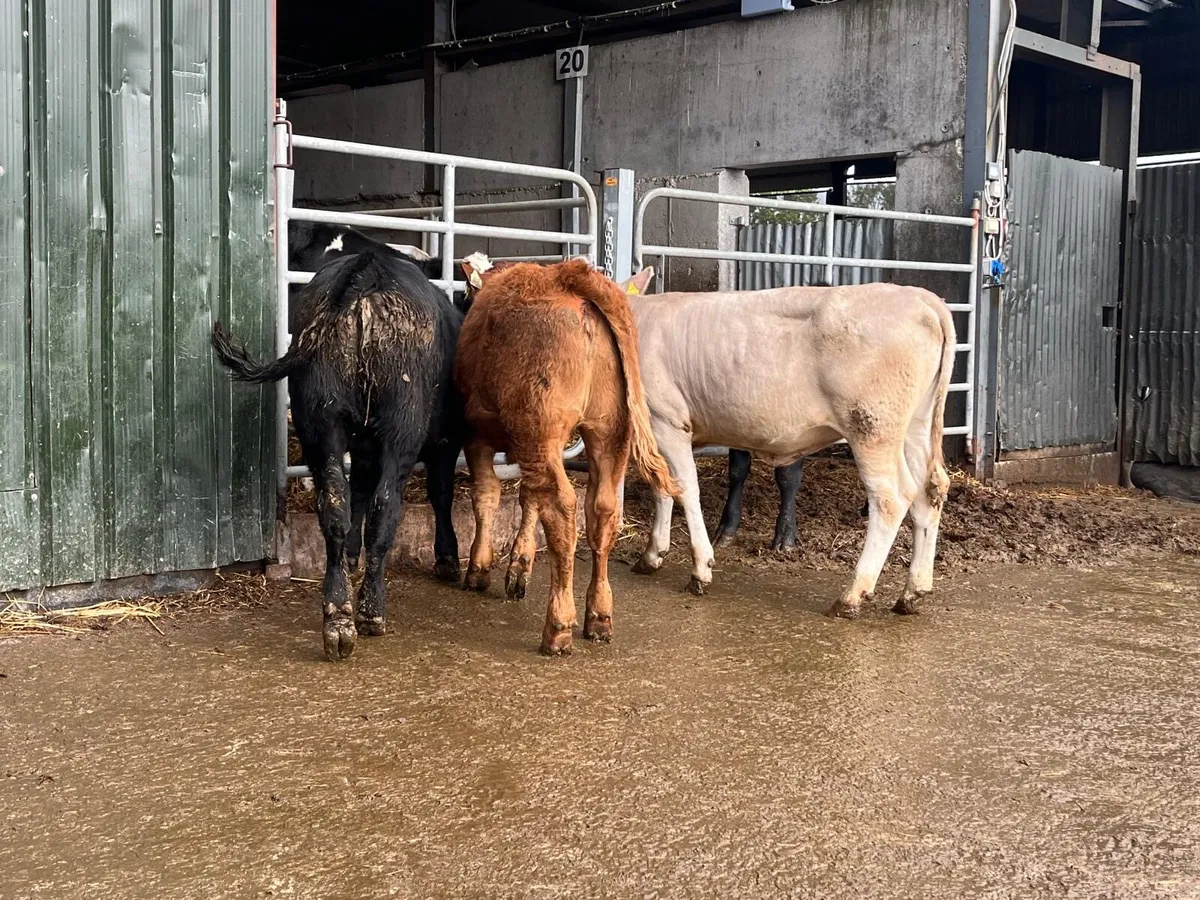 4 super continental weanling heifers - Image 1