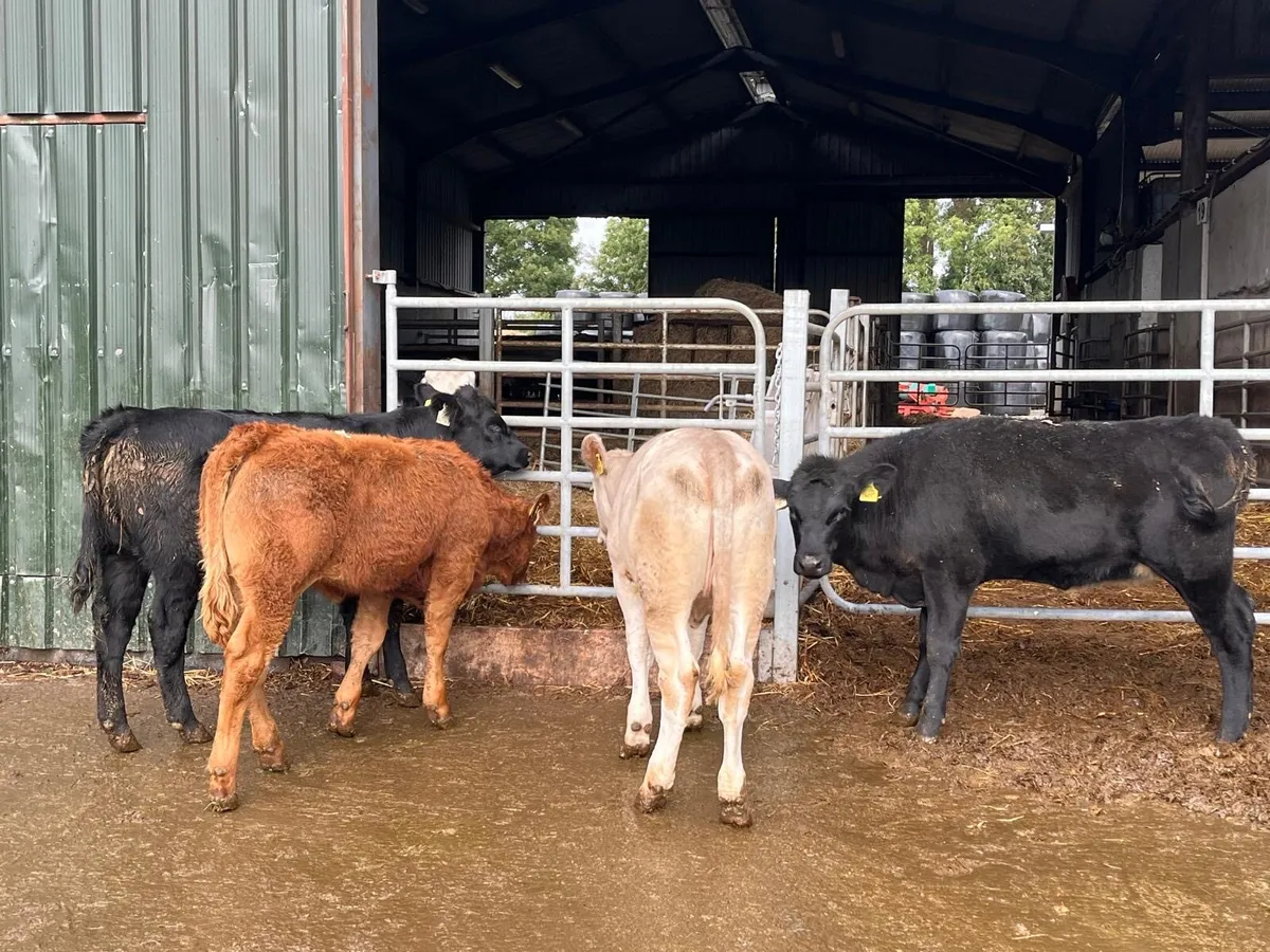 4 super continental weanling heifers - Image 3