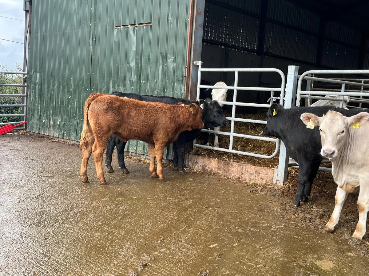 4 super continental weanling heifers - Image 4