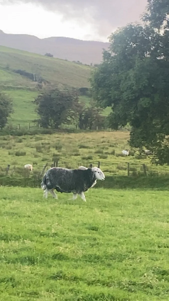 Herdwick ram - Image 2