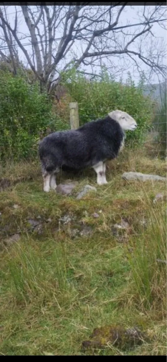 Herdwick ram - Image 1