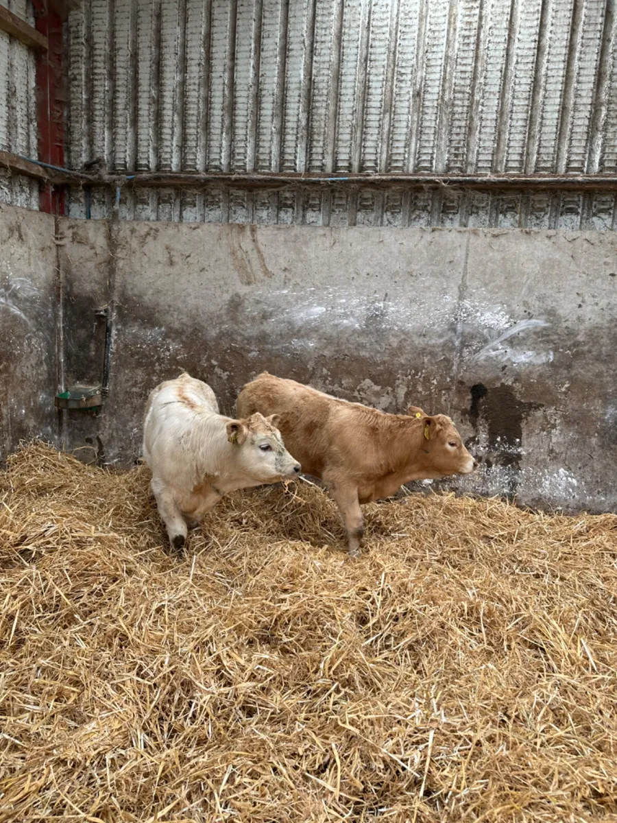 Charolais heifers - Image 3