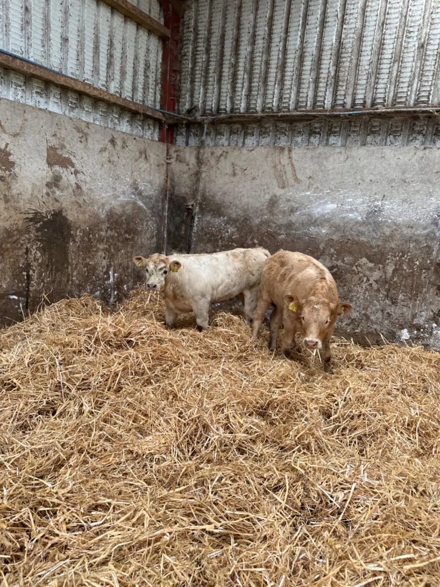 Charolais heifers - Image 2