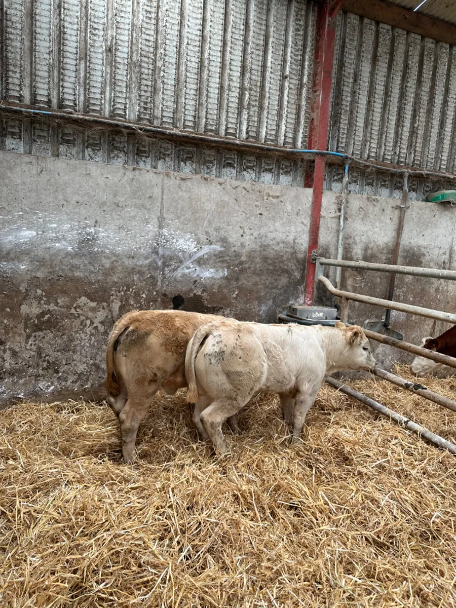 Charolais heifers - Image 4