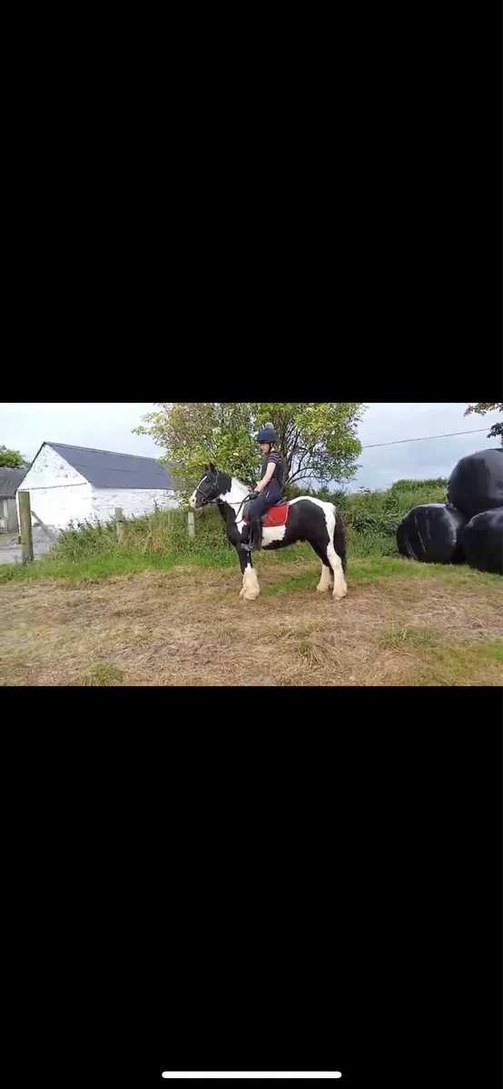 13.2hh Piebald cob