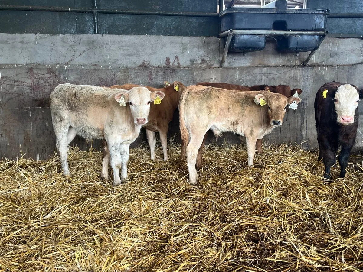 7 super  continental bull  weanlings - Image 1