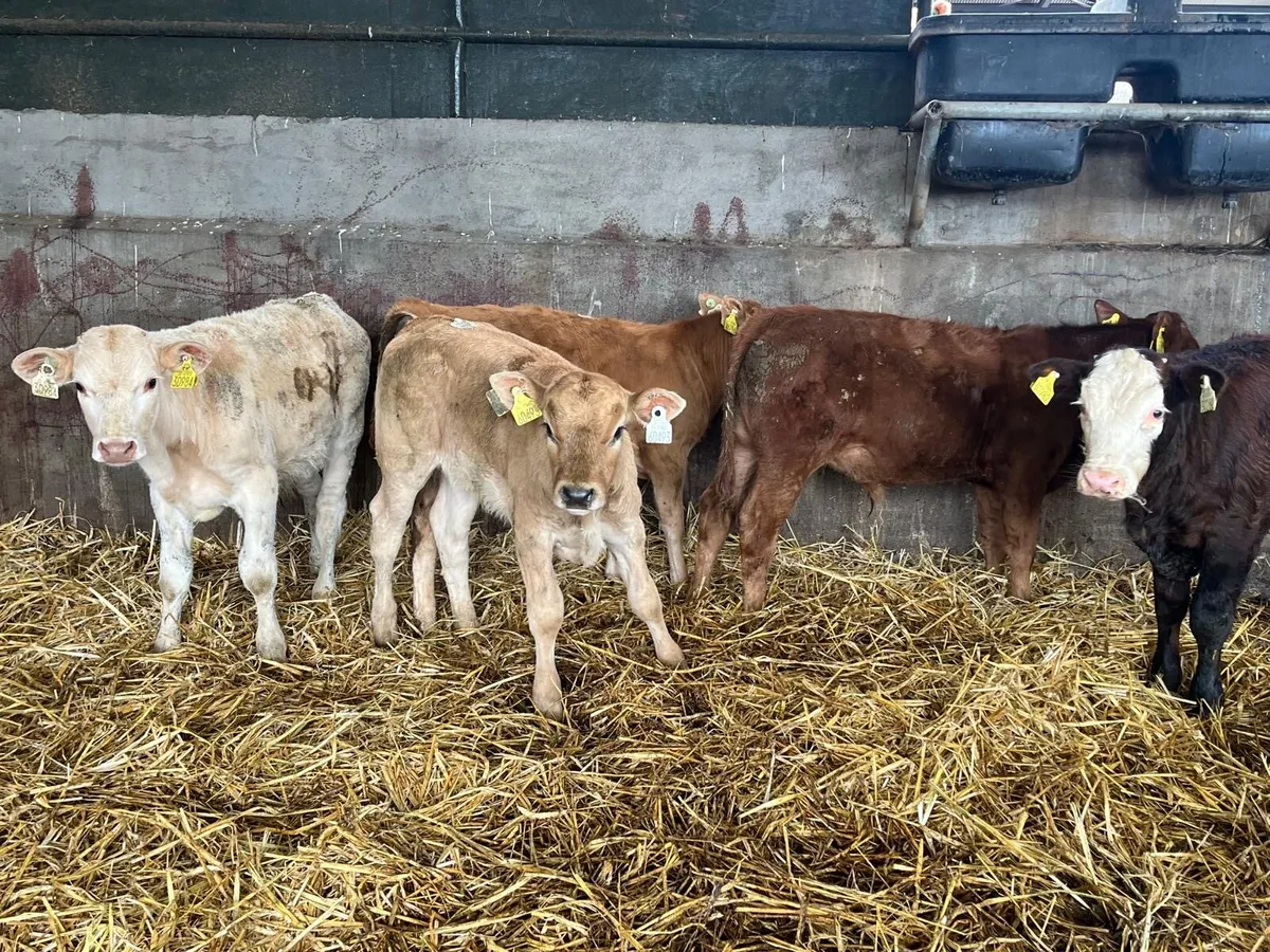 7 super  continental bull  weanlings - Image 3