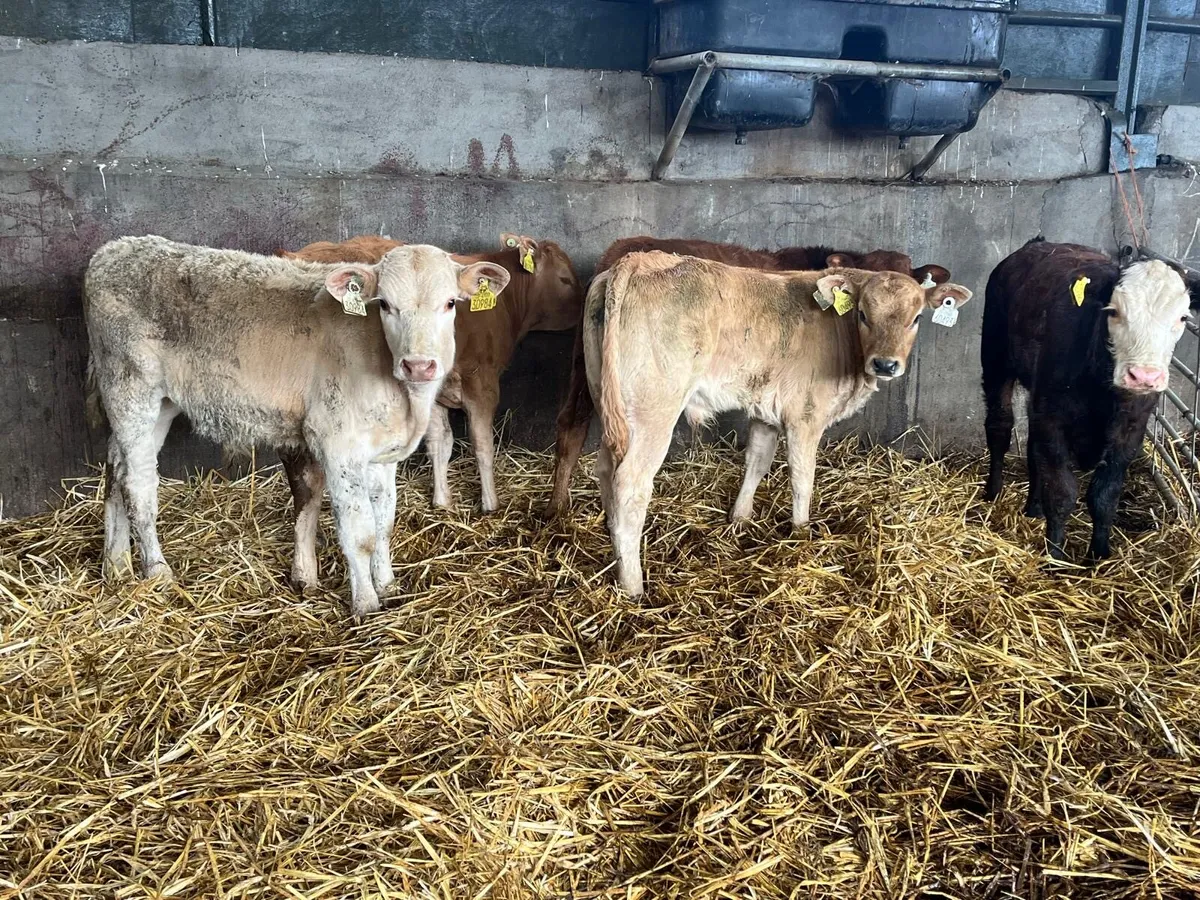 7 super  continental bull  weanlings - Image 4